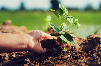 Eddy's Agro Organic Herbs